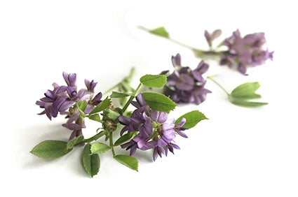Erba medica per capelli ricci