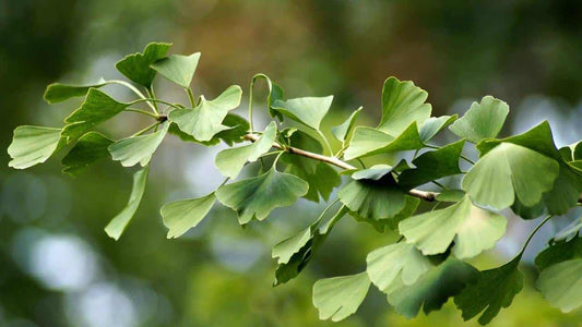 Ginkgo Biloba: Il Rimedio Naturale Anticaduta per Capelli Ricci Forti e Vitali