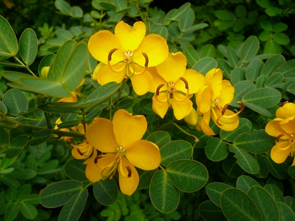 Cassia Obovata: Il Trattamento Naturale per Capelli Ricci Splendenti